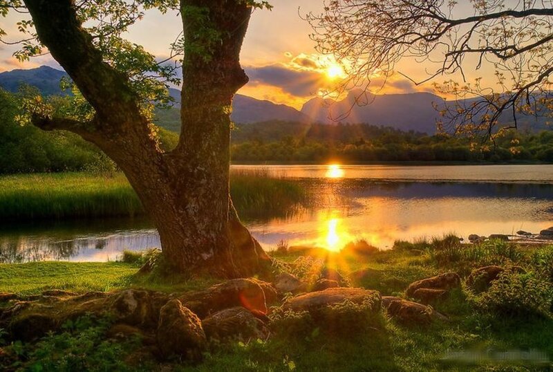 Tree by Lake at Sunset — Green, Serene, Photograph, Sun