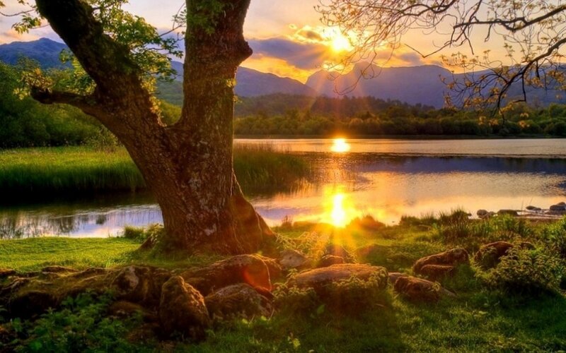 Tree by Lake at Sunset — Green, Serene, Photograph