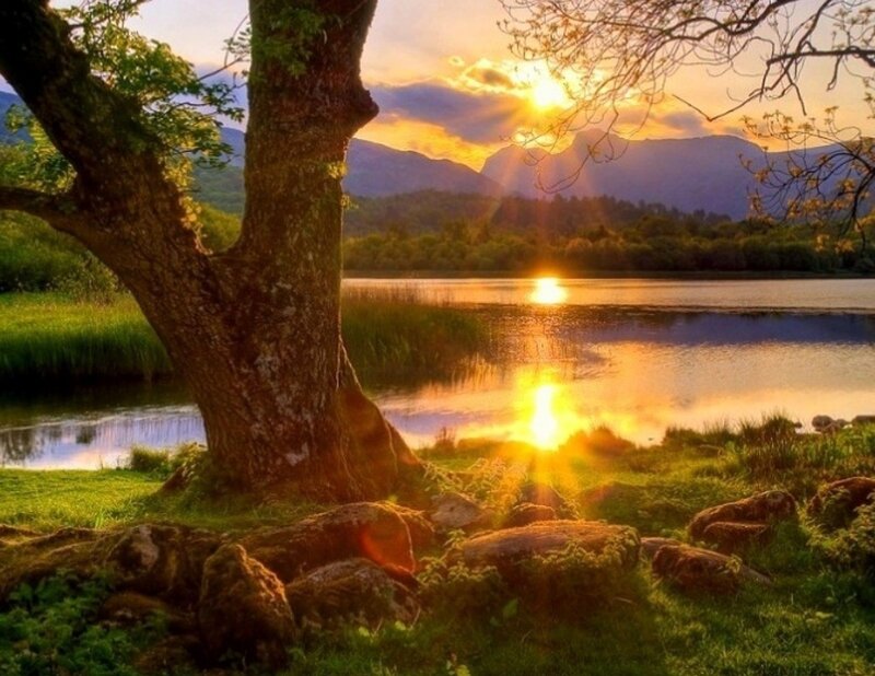 Tree by Lake at Sunset — Green, Serene