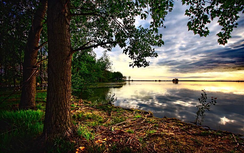 Tree by Lake at Sunset — Green