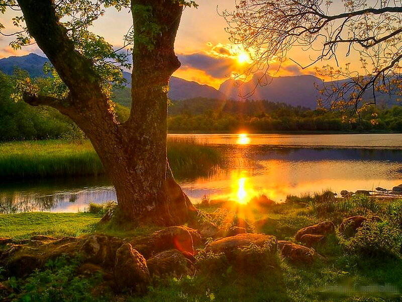 Tree by Lake at Sunset — Orange, Serene, Photograph