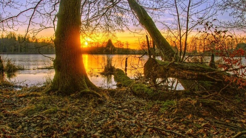 Tree by Lake at Sunset — Orange, Serene, Photograph, Trees