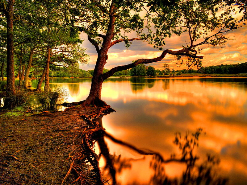 Tree by Lake at Sunset — Orange, Serene