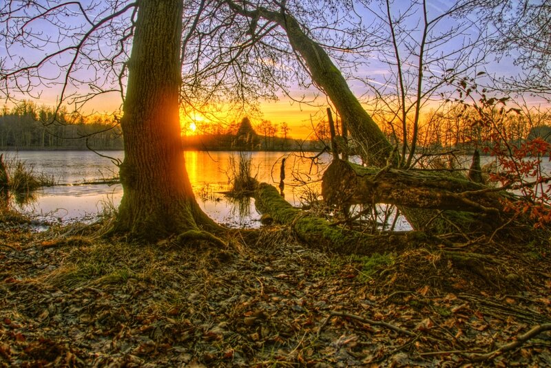 Tree by Lake at Sunset — Orange