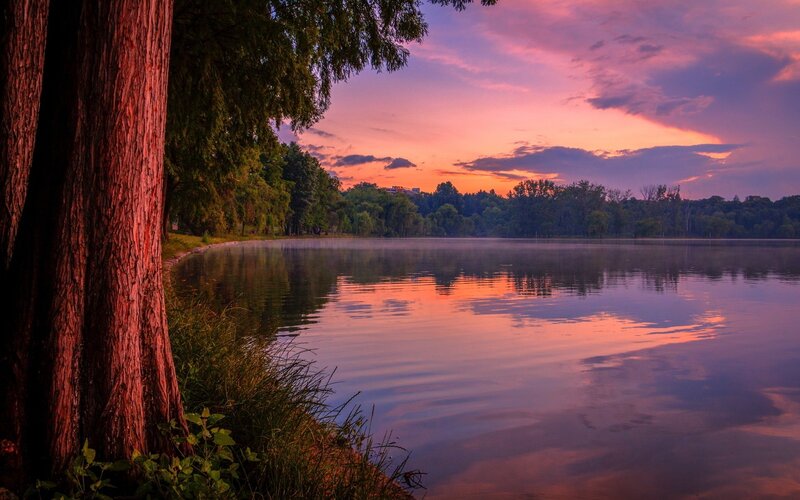 Tree by Lake at Sunset — Pink