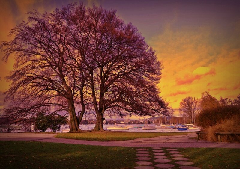 Tree by Lake at Sunset — Purple, Dramatic