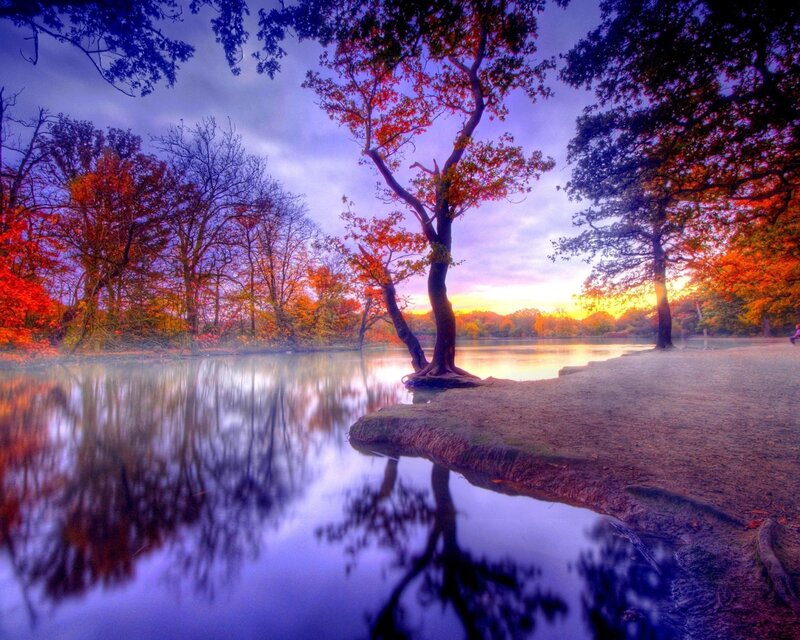Tree by Lake at Sunset — Purple, Serene, Photograph, Trees