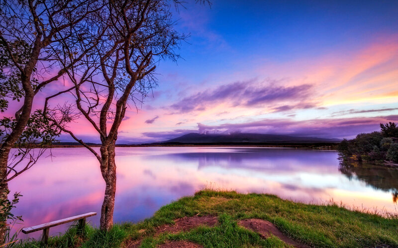 Tree by Lake at Sunset — Purple, Serene