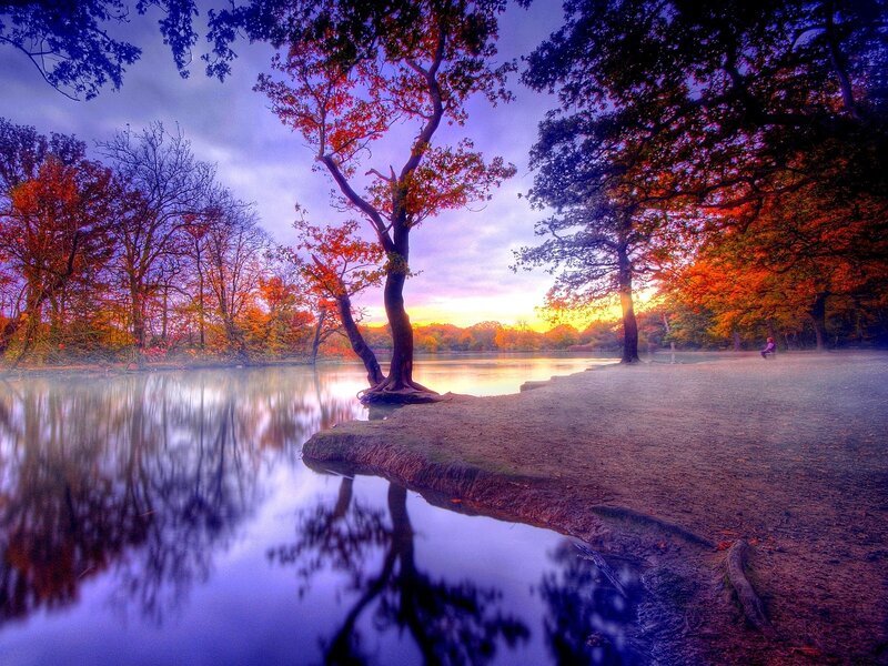 Tree by Lake at Sunset — Purple