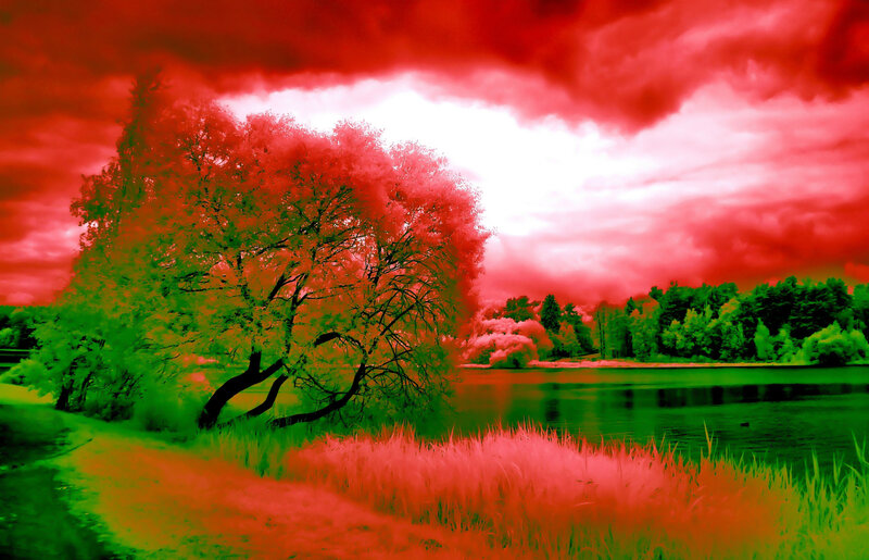 Tree by Lake at Sunset — Red