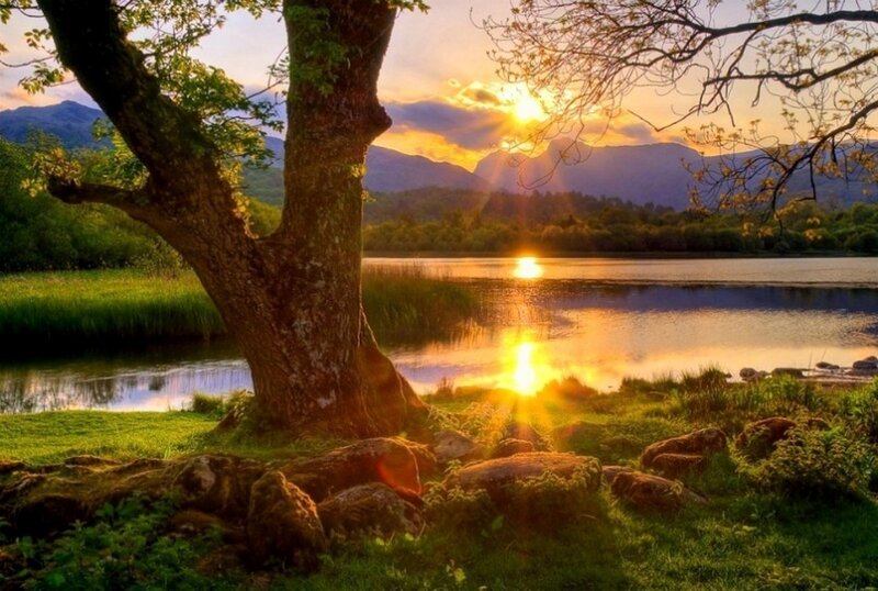 Tree by Lake at Sunset