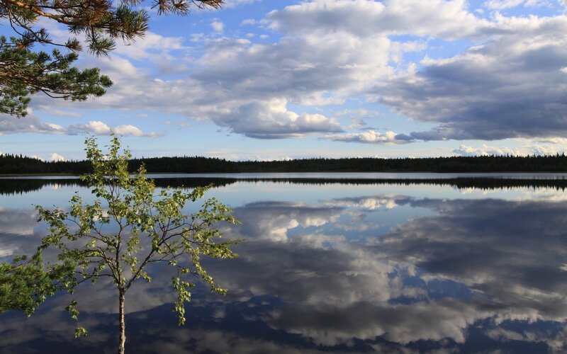 Tree by Lake — Blue, Serene, Afternoon, Photograph