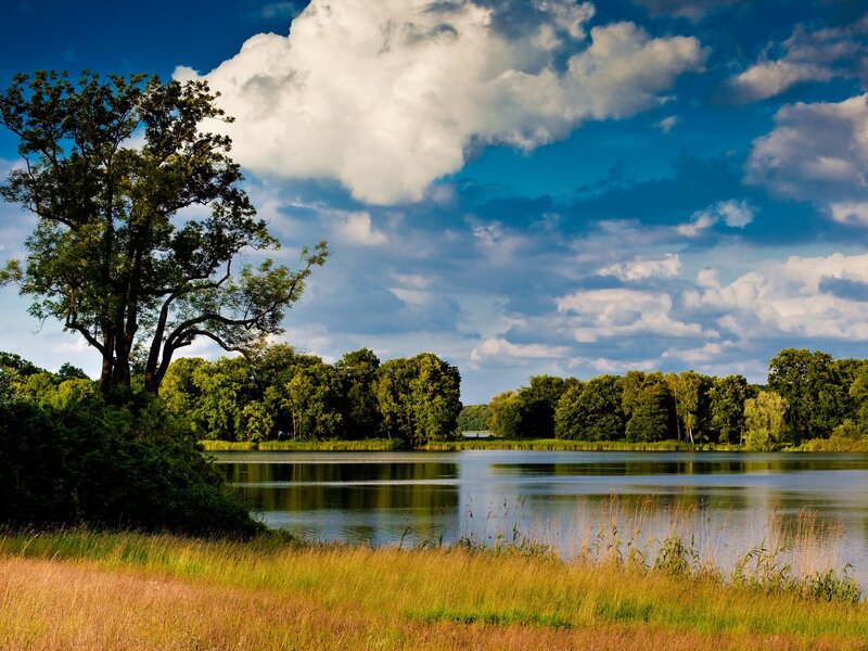 Tree by Lake — Blue, Serene, Afternoon, Photograph, Trees