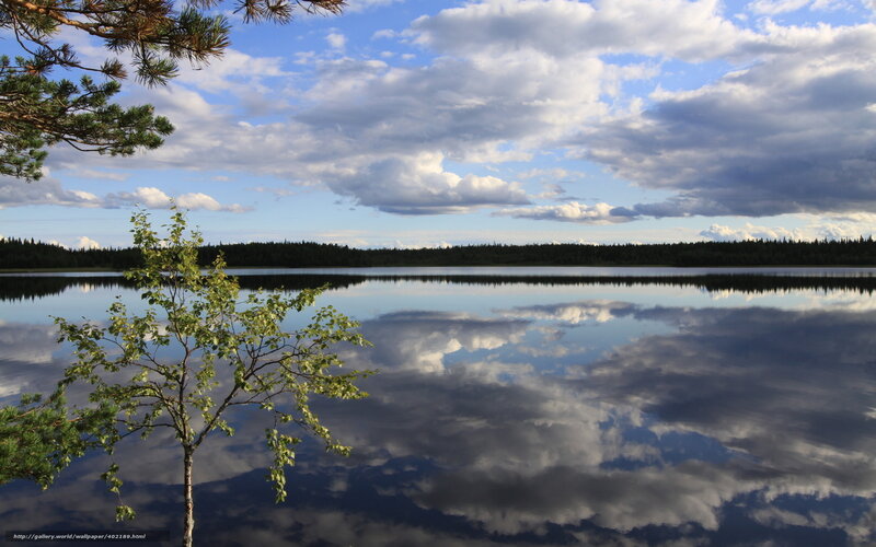 Tree by Lake — Blue