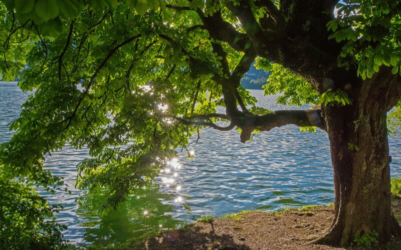 Tree by Lake — Green, Serene, Afternoon, Photograph
