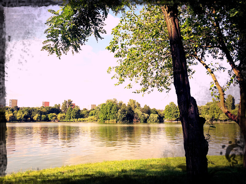 Tree by Lake — Green, Serene, Afternoon