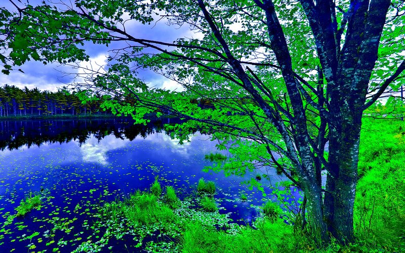 Tree by Lake — Green
