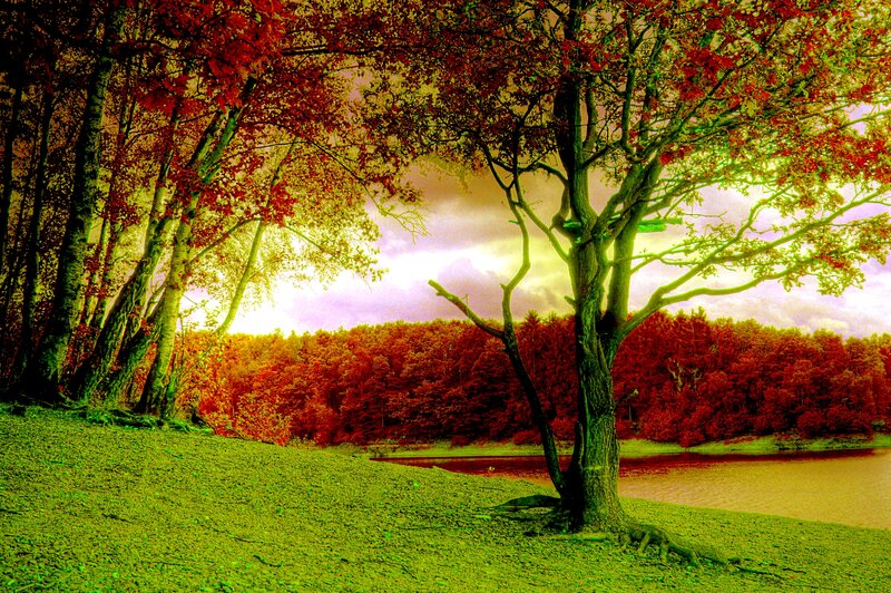 Tree by Lake in Autumn