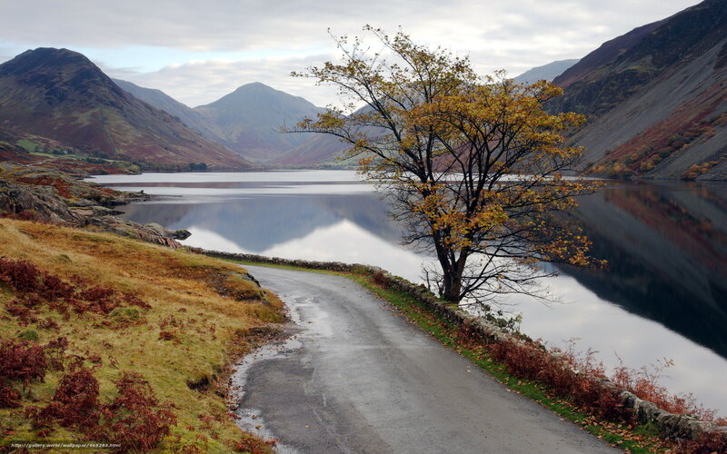 Tree by Lake in Mountains — Green, Serene, Autumn