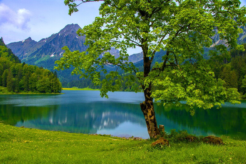 Tree by Lake in Mountains — Green, Serene, Summer
