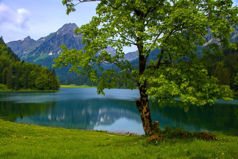 Tree by Lake in Mountains — Green, Serene