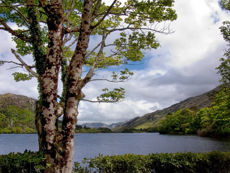 Tree by Lake in Mountains
