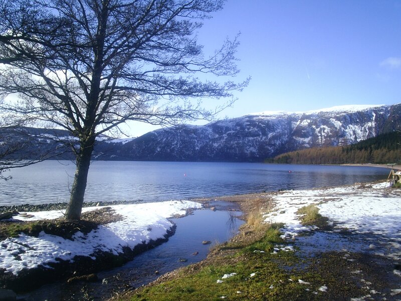 Tree by Lake Shore — Blue, Serene, Winter