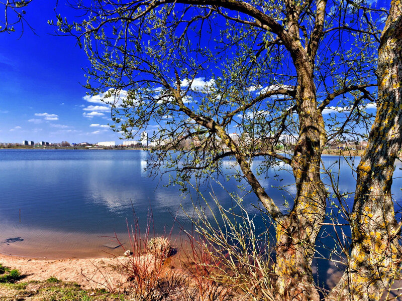 Tree by Lake Shore — Blue
