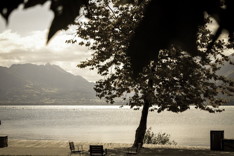 Tree by Lake Shore — Brown