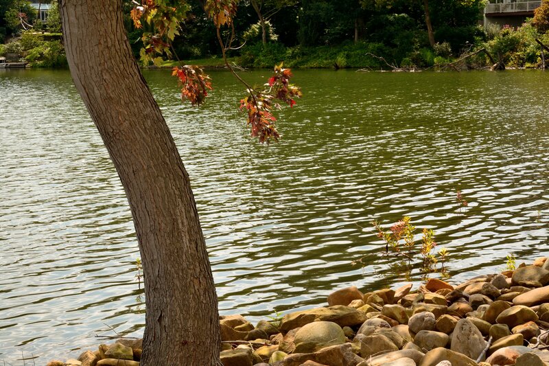 Tree by Lake Shore — Green, Serene, Autumn