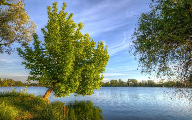 Tree by Lake Shore — Green, Serene, Morning