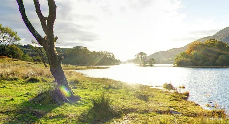 Tree by Lake Shore — Green, Serene, Sunset