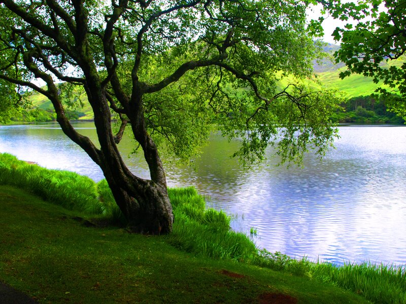 Tree by Lake Shore — Green, Serene