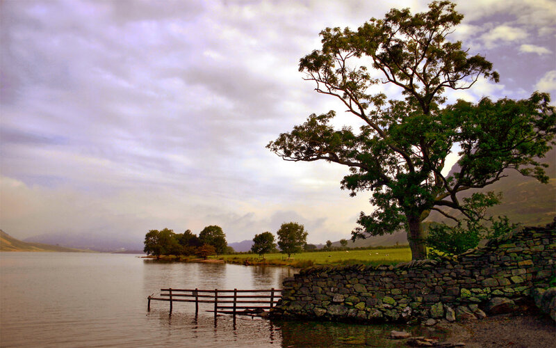 Tree by Lake Shore — Green