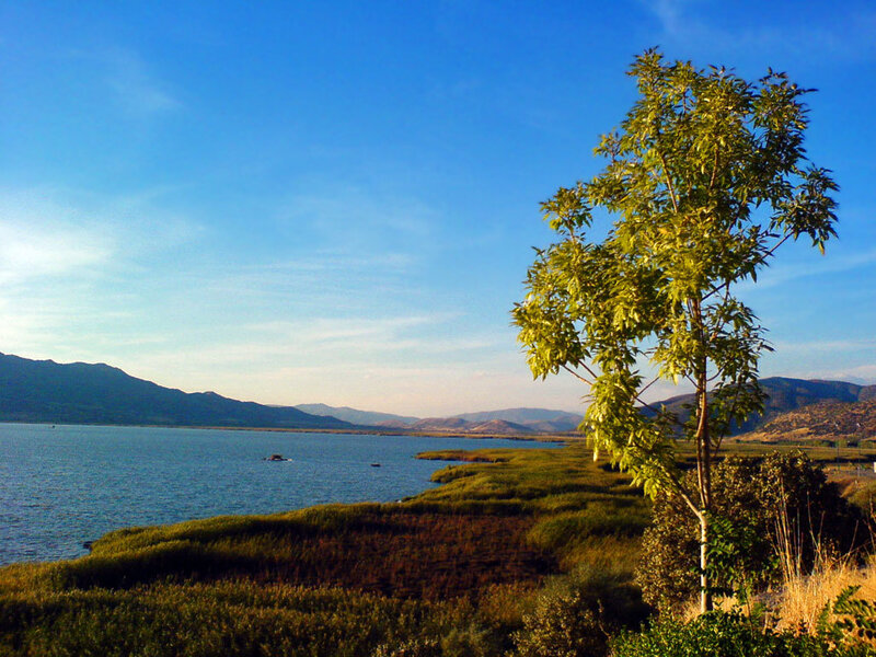 Tree by Lake Shore