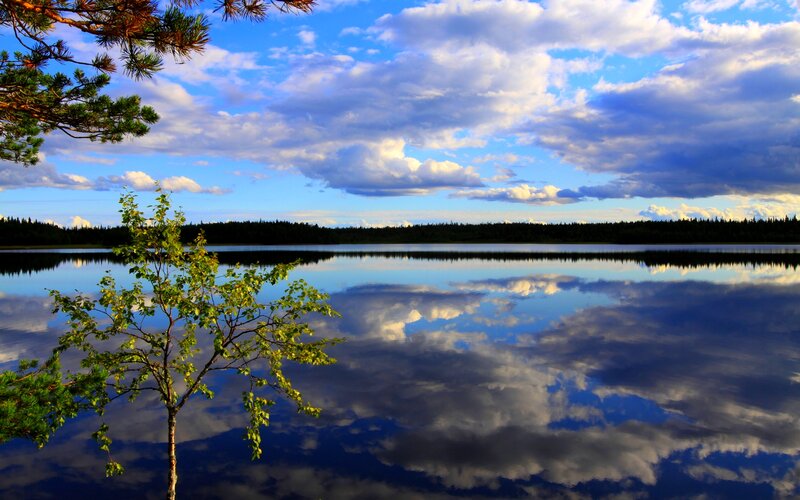 Tree by Lake