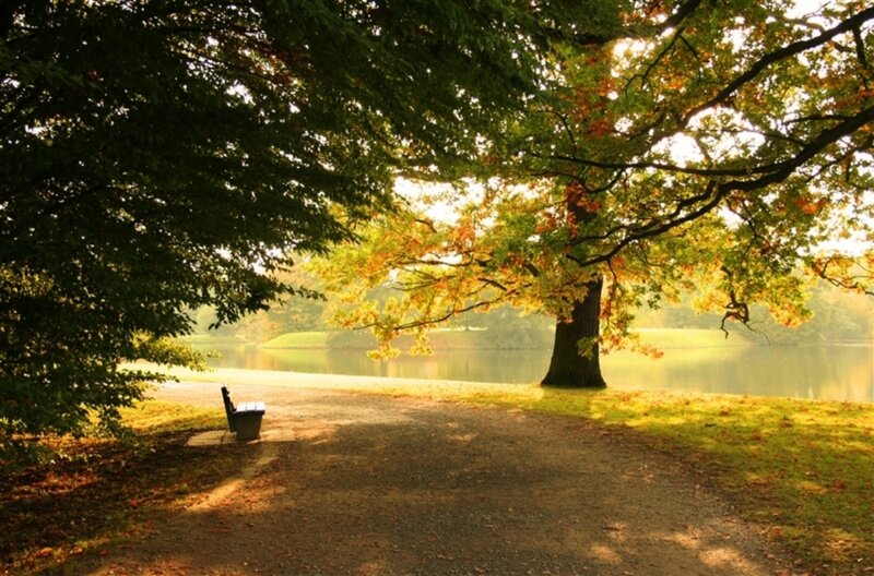 Tree by Lake with Bench