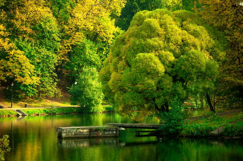 Tree by Lake with Dock