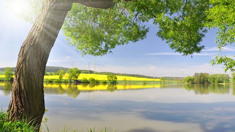 Tree by Lake with Fields