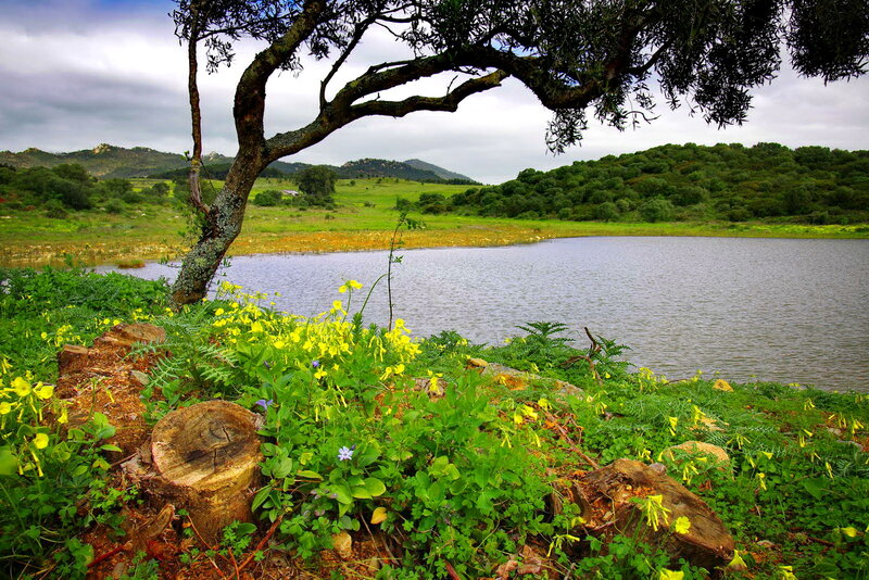 Tree by Lake with Flowers