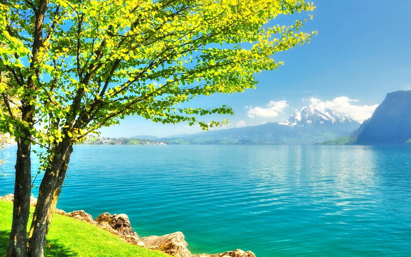 Tree by Lake with Mountains — Blue, Serene, Afternoon