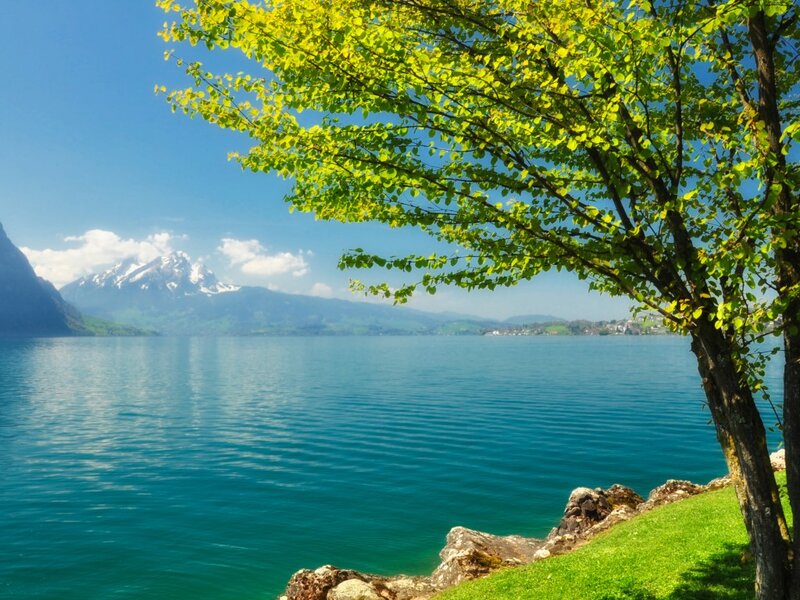 Tree by Lake with Mountains — Blue, Serene, Spring
