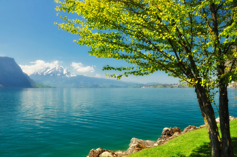 Tree by Lake with Mountains — Blue, Serene