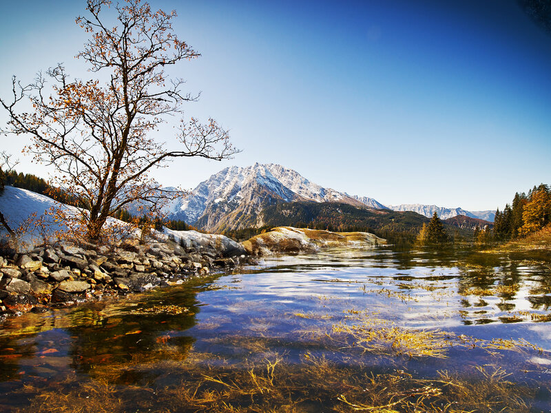 Tree by Mountain Lake — Blue, Serene, Autumn