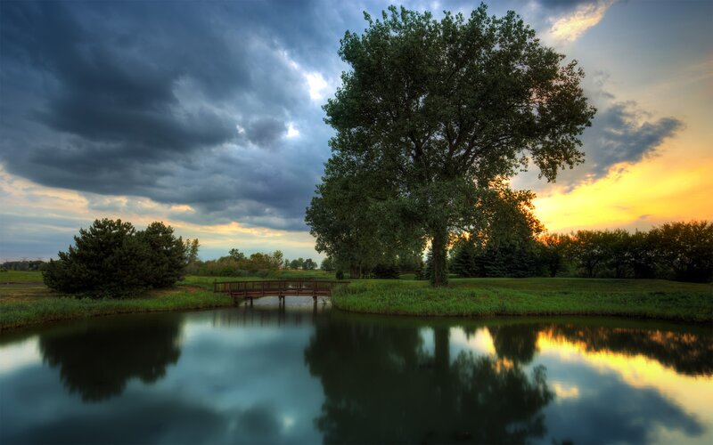 Tree by Pond at Sunset