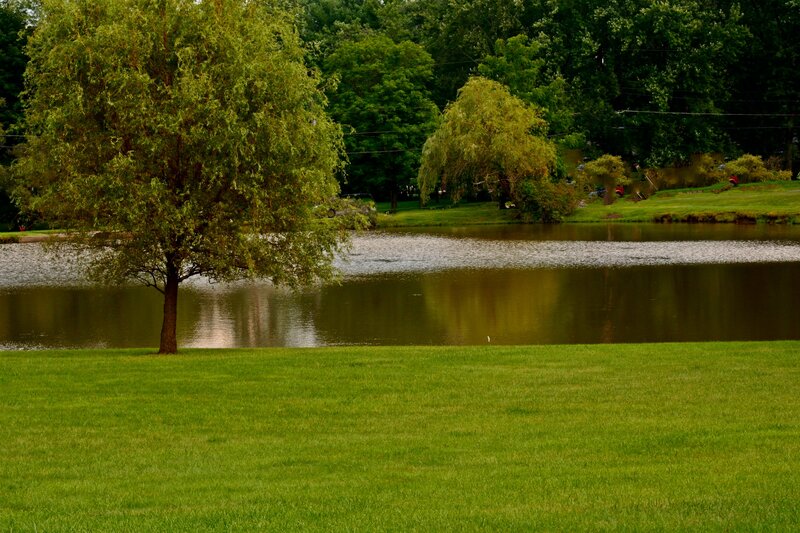 Tree by Pond — Green