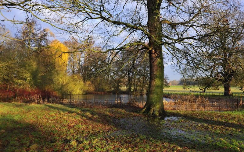 Tree by Pond in Autumn