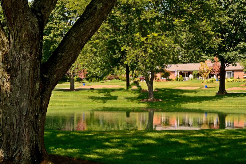 Tree by Pond in Park — Green, Serene