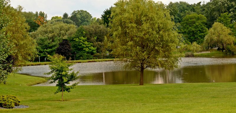 Tree by Pond in Park — Green