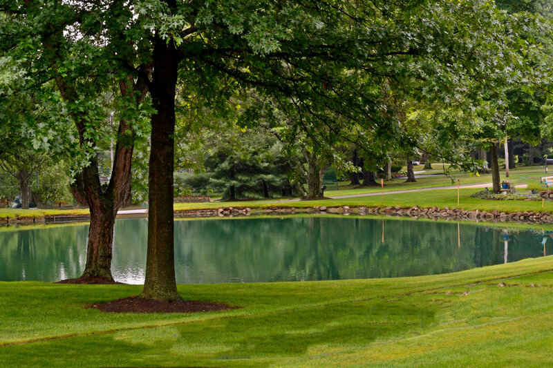 Tree by Pond in Park